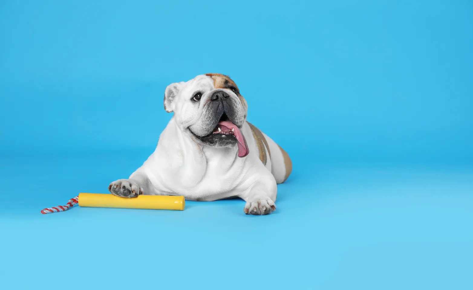 Dog with day laying dow in front of blue background
